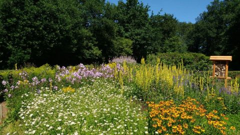 De Vlindertuin in Norg