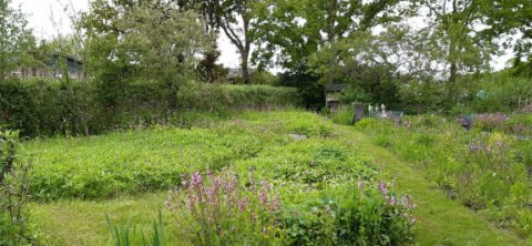 Vlindertuin Roden