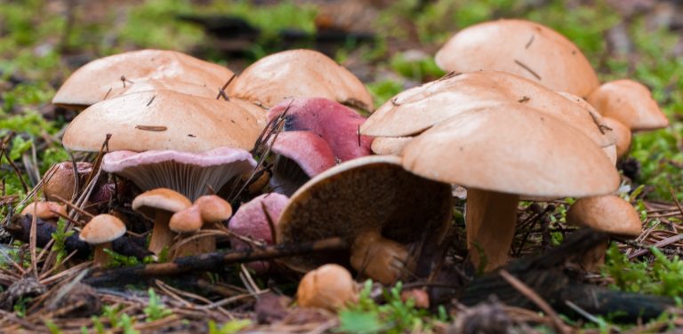 Spijkerzwam parasiteert op koeienboleet