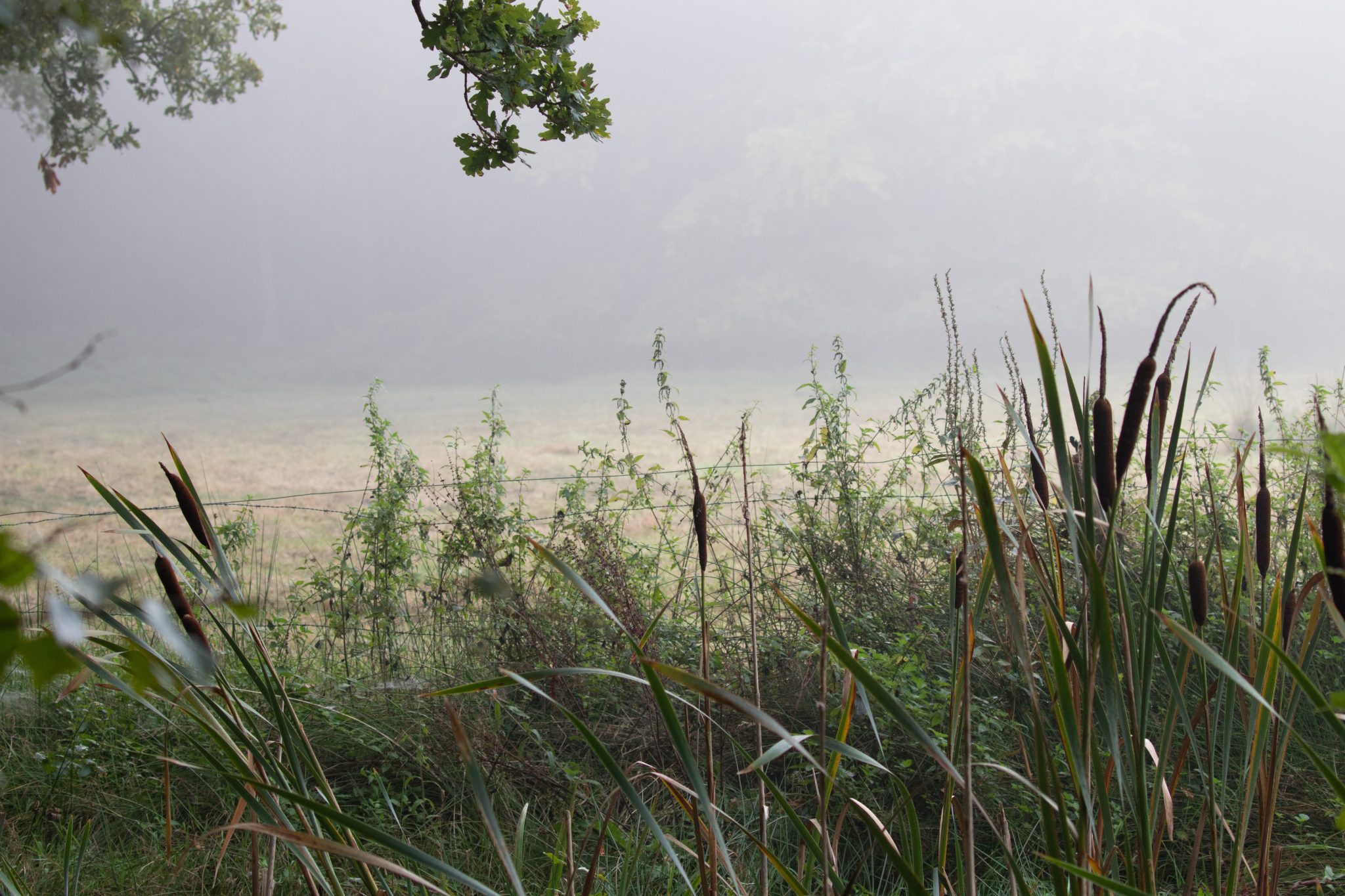 Het Natuurschoon ligt tussen Roden en Nietap