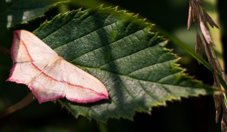 Motvlinder met roze randen op groen blad in de zon.