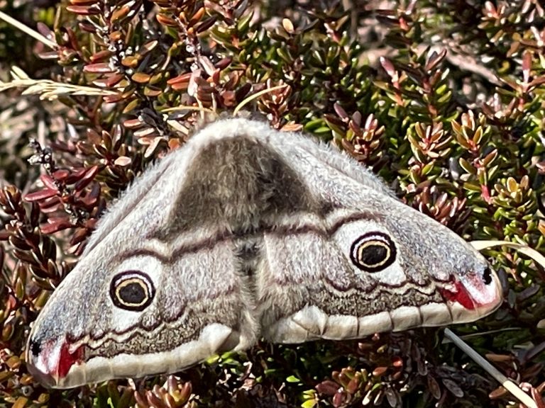 Grijze nachtvlinder met oogpatronen op vleugels, rustend op groene en bruine heideplant.