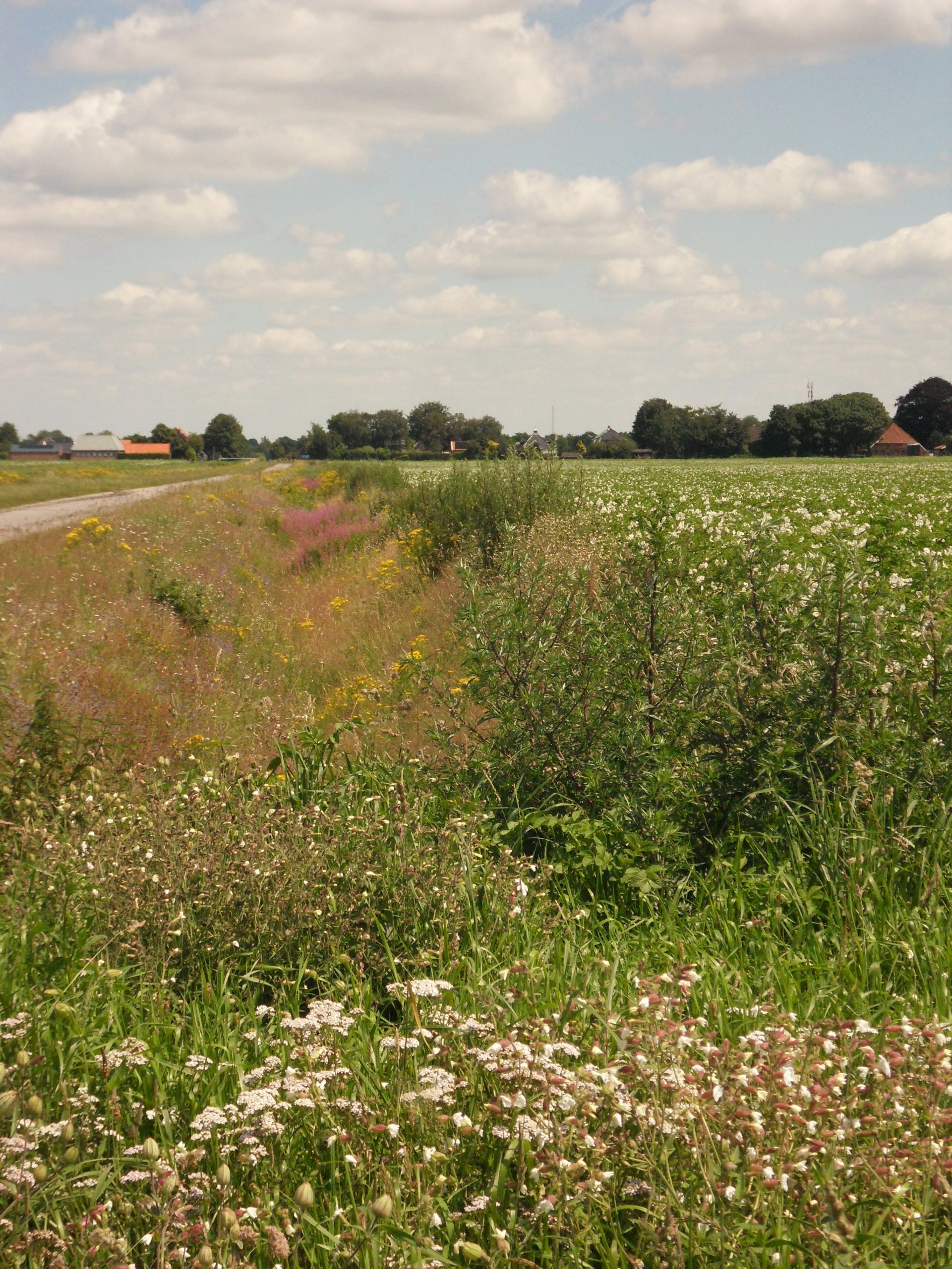Landelijk landschap met groene velden, wilde bloemen en een weg onder een bewolkte blauwe lucht.