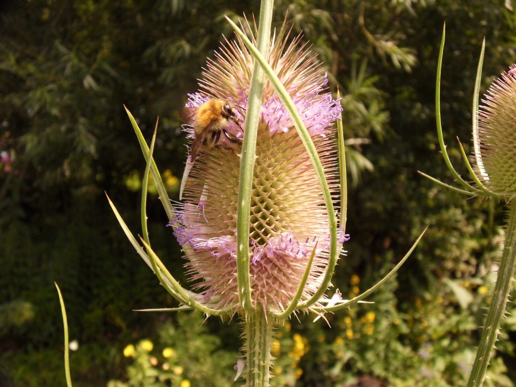 Bij ziet een distel met paarse bloemen in een natuurlijke omgeving.