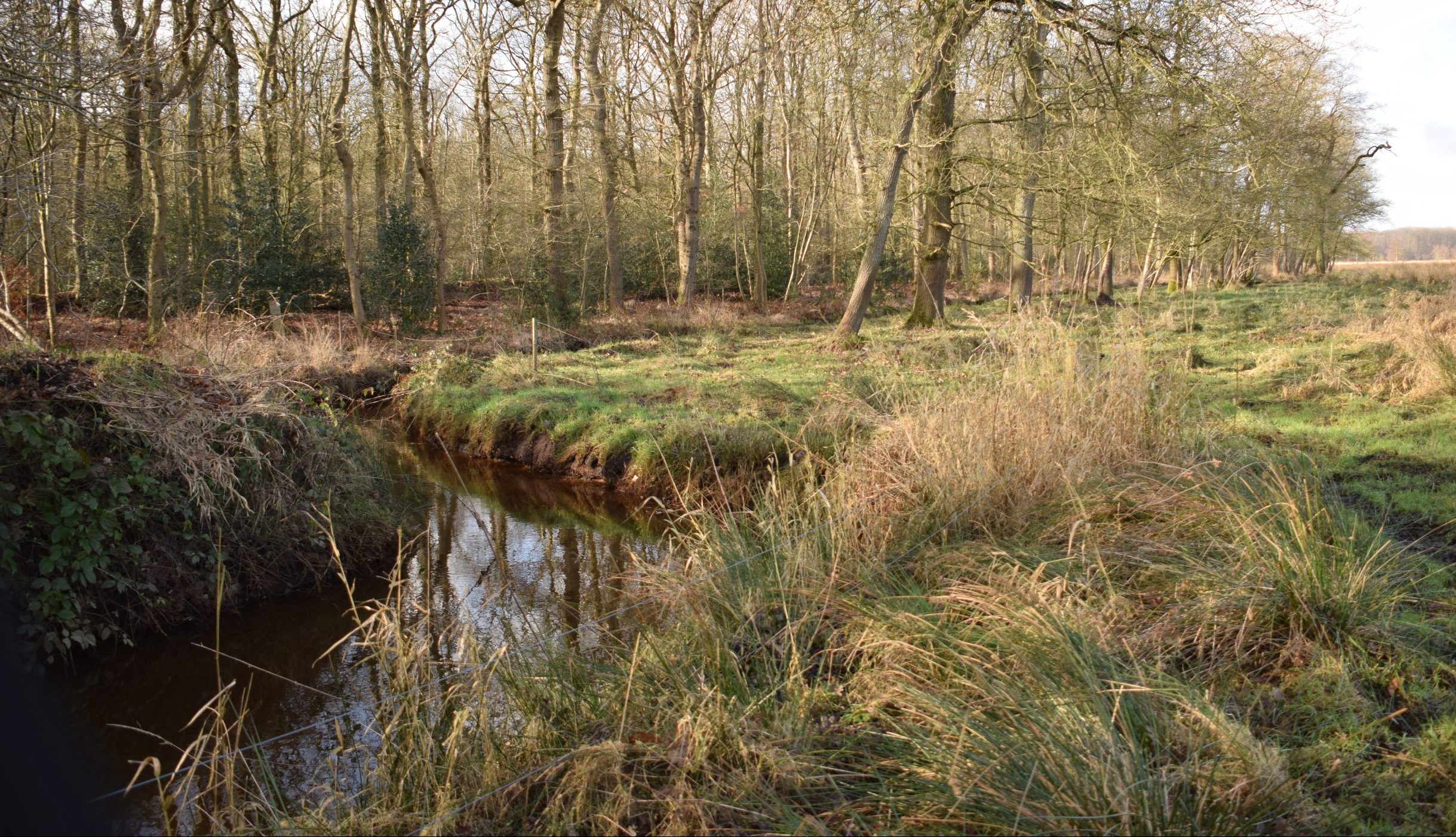 Boslandschap met een smal beekje, omgeven door bomen en hoog gras, op een zonnige dag.
