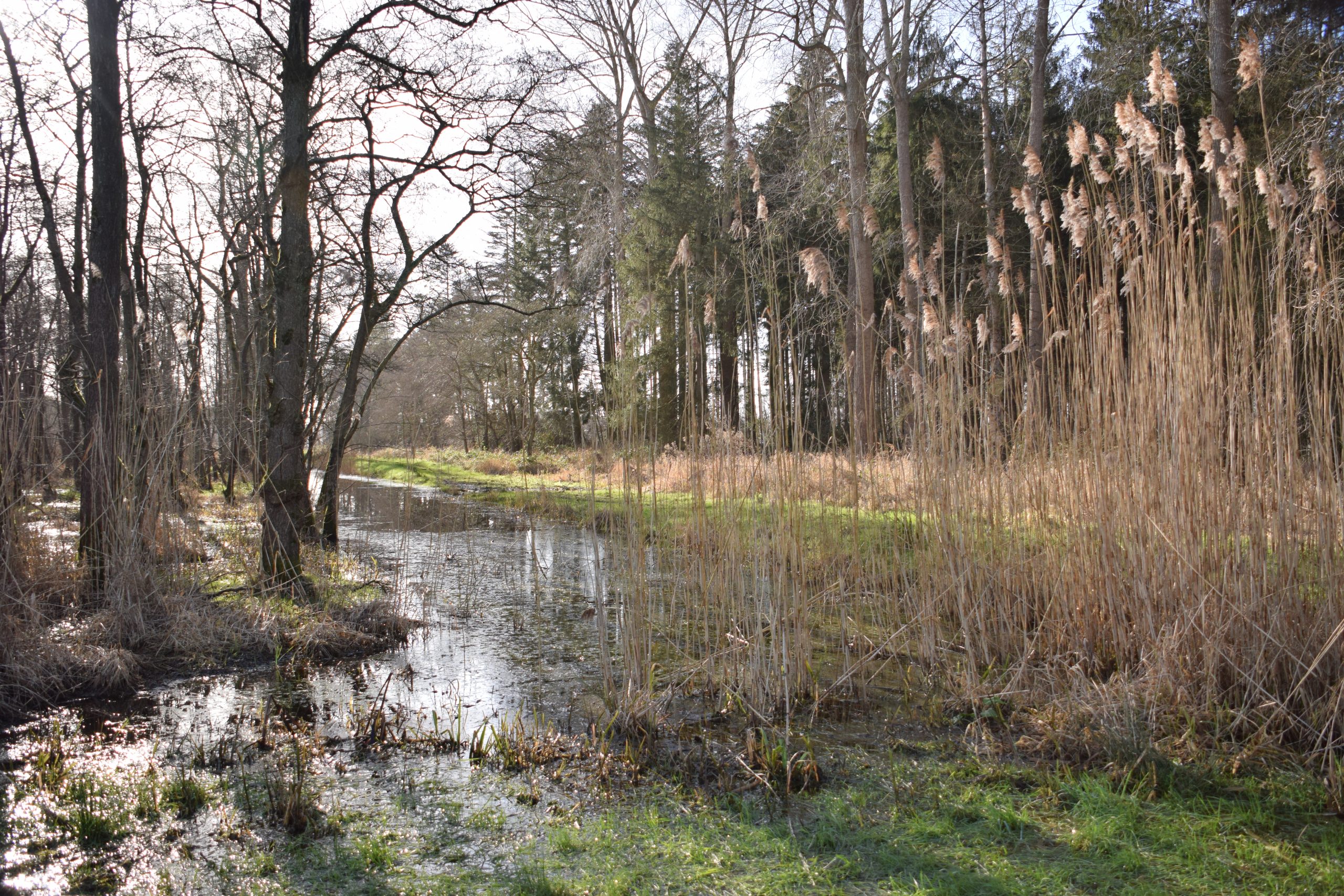Bosrijk gebied met beek en riet aan de oever onder een heldere hemel.