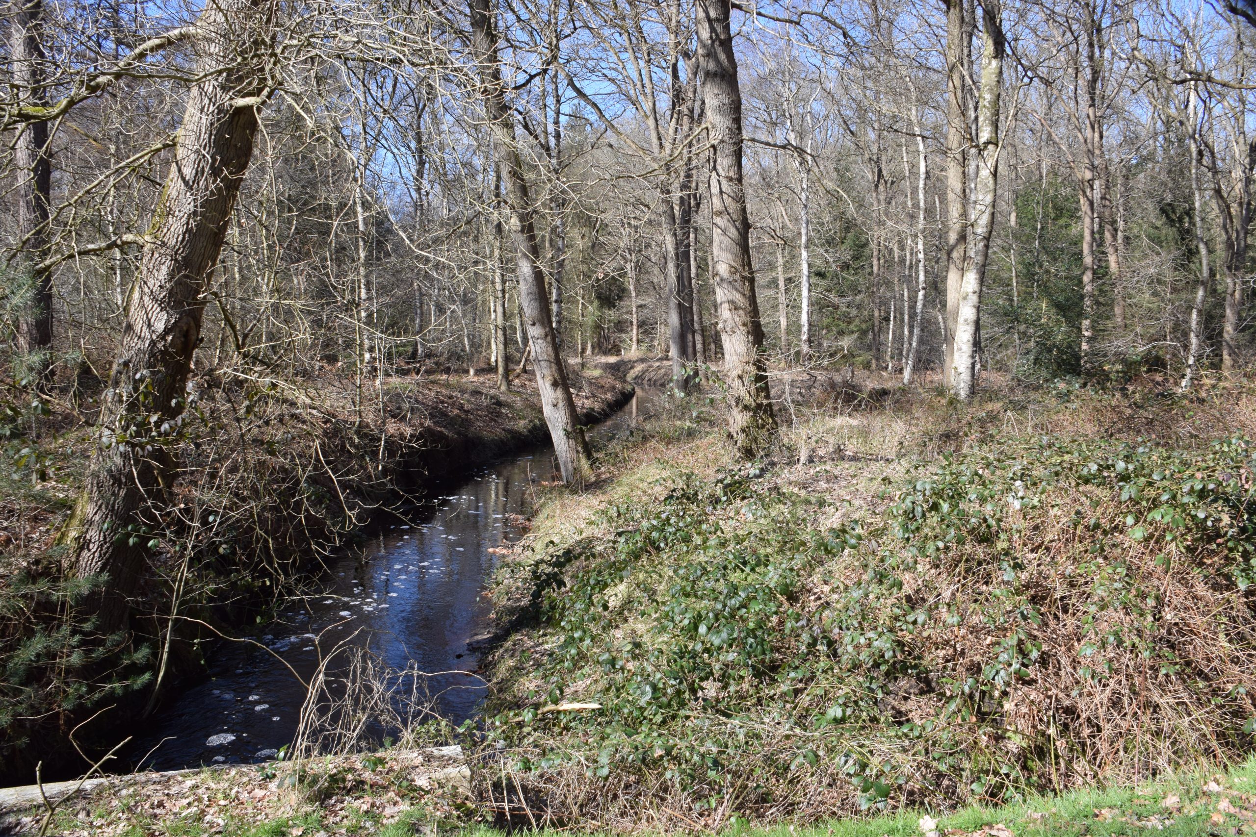 Bos met kale bomen en een kronkelende beek onder een heldere blauwe lucht.