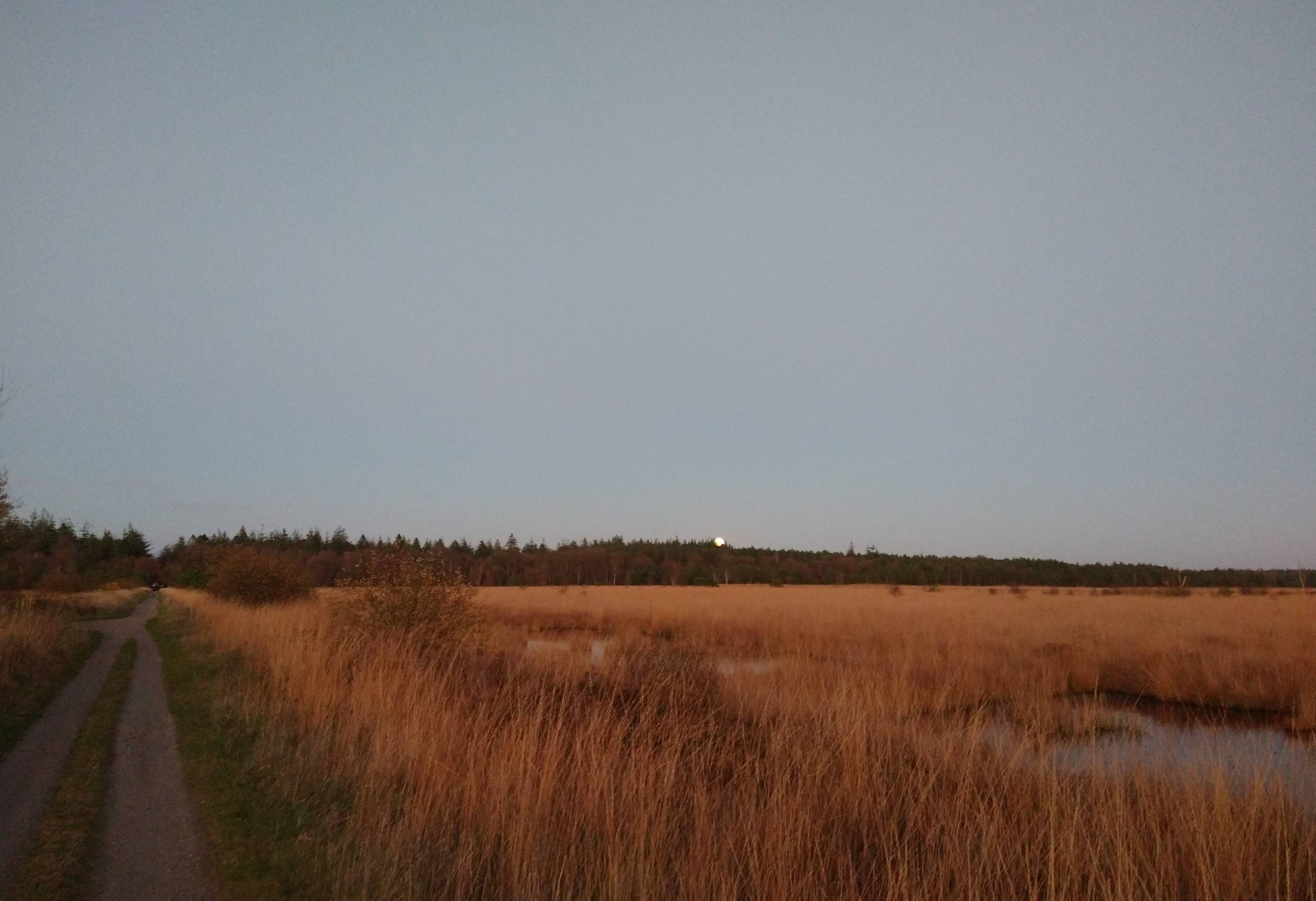 Pad door een herfstig grasland met een opkomende maan boven de bomenlijn in de schemering.