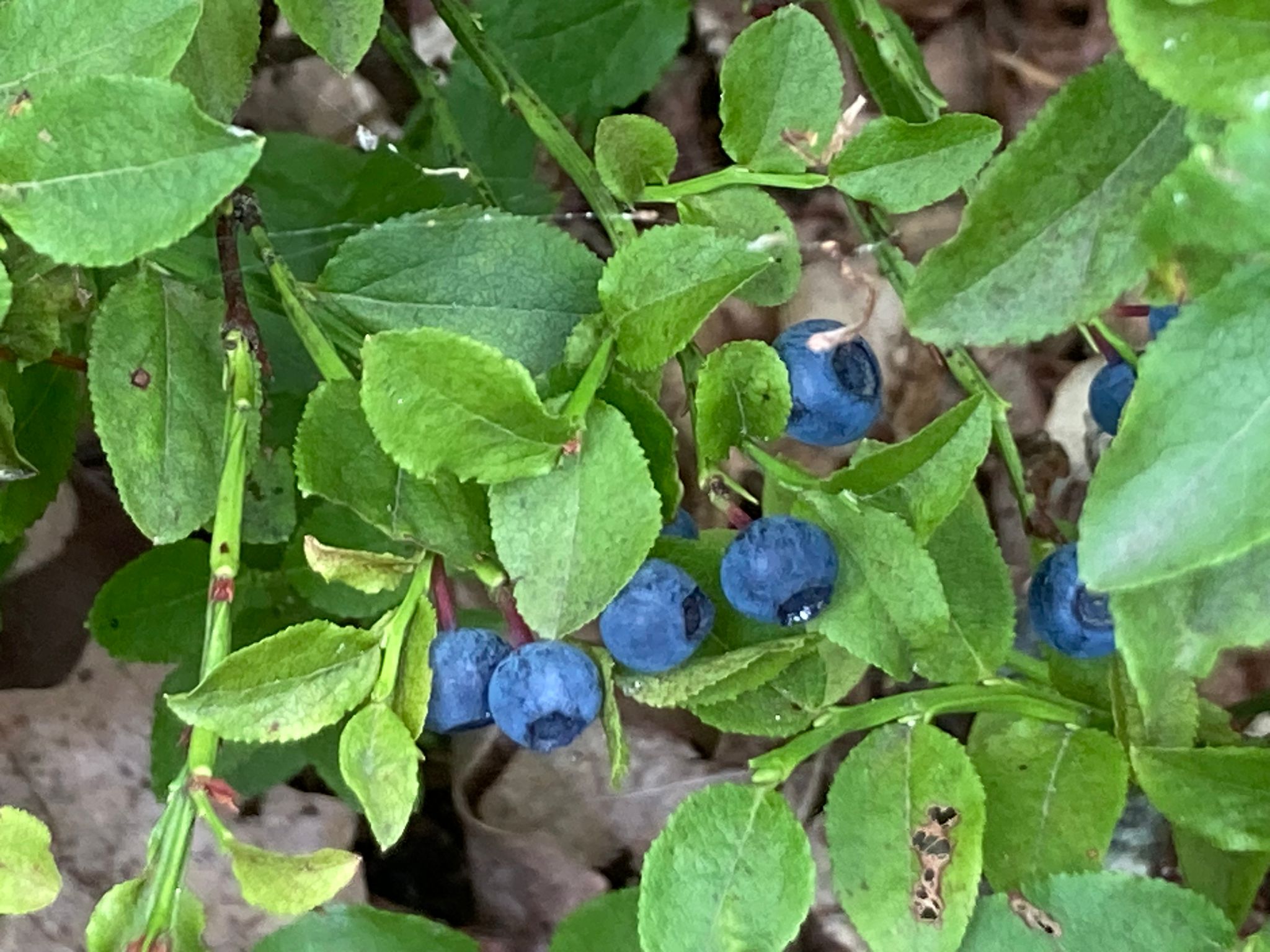 Groene bladeren met blauwe bessen, groeiend in een natuurlijke omgeving.