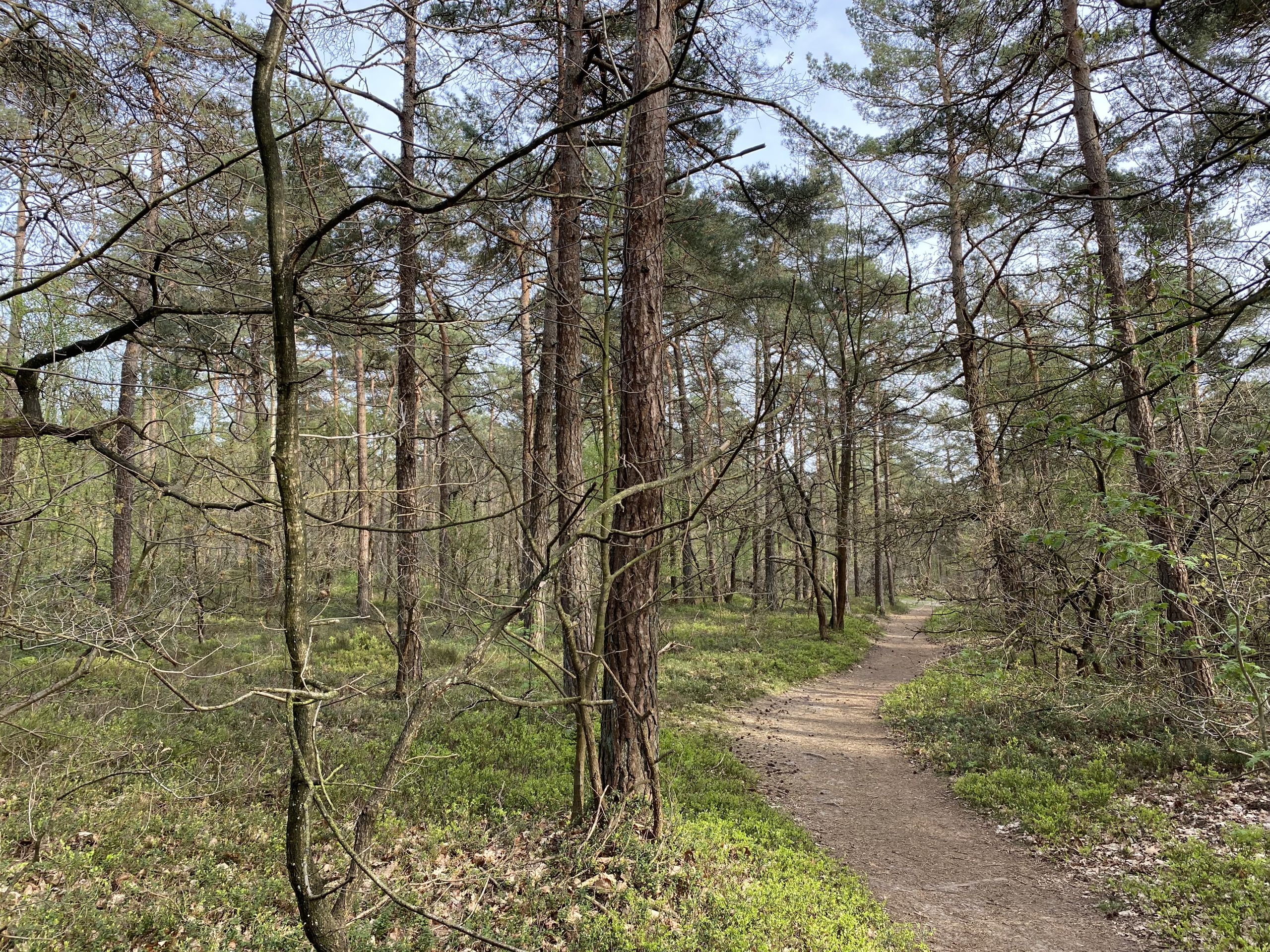 Bos met smal, kronkelend pad omgeven door hoge bomen en dichte begroeiing.