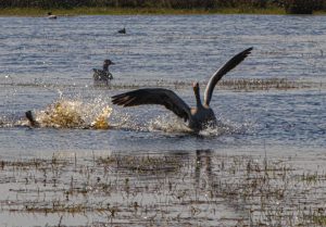 Gans landt op waterrijk met gespreide vleugels, opspattend water, andere vogels verderop.