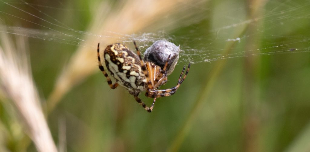 Een spin hangt ondersteboven aan haar web, met een ingepakt insect. Groene, wazige achtergrond.