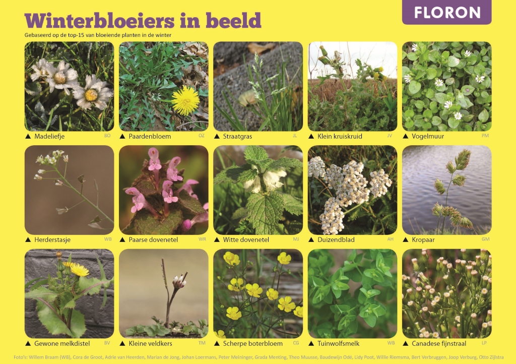 Afbeelding van 15 winterbloeiende planten met namen zoals Madeliefje en Paardenbloem.