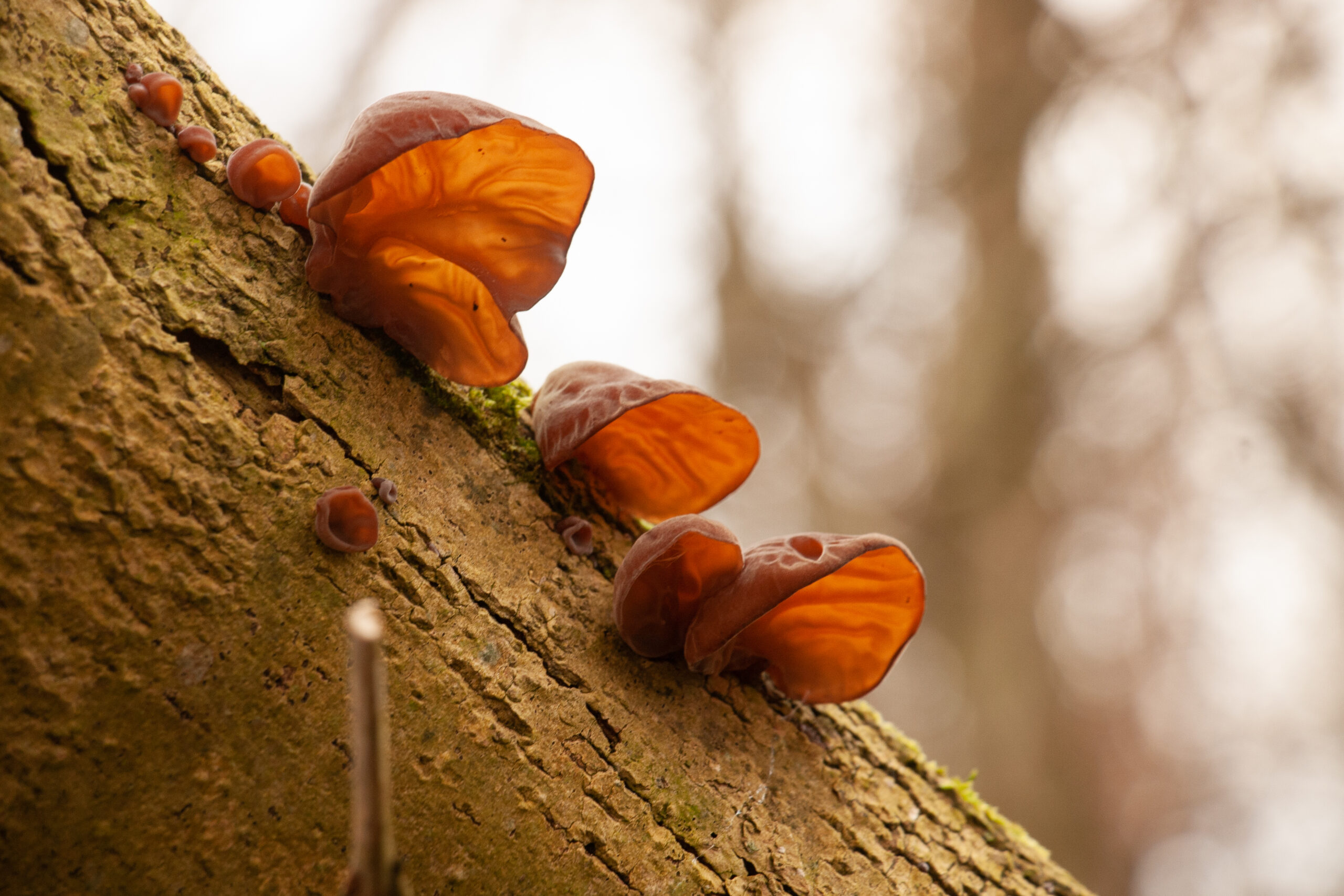 Bruine paddenstoelen groeien op een bemoste boomstam, tegen een wazige achtergrond.