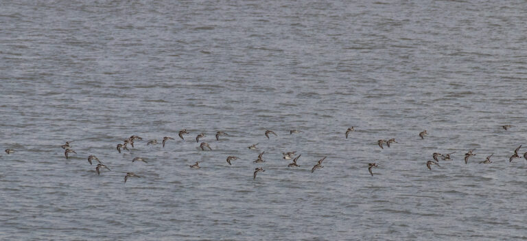 Een zwerm vogels in vlucht boven een uitgestrekte watervlakte.