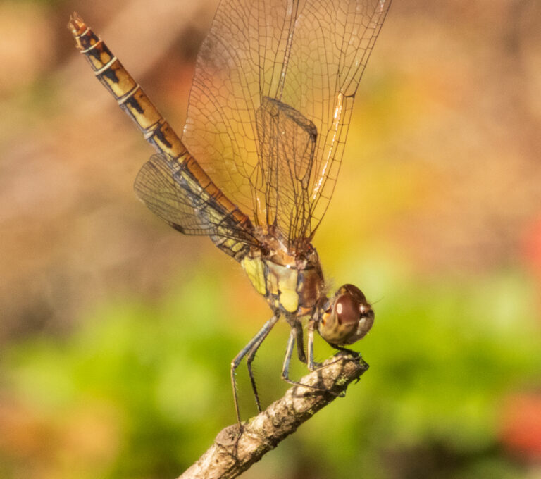 Libelle op een tak met transparante vleugels, tegen een zachte, onscherpe achtergrond.