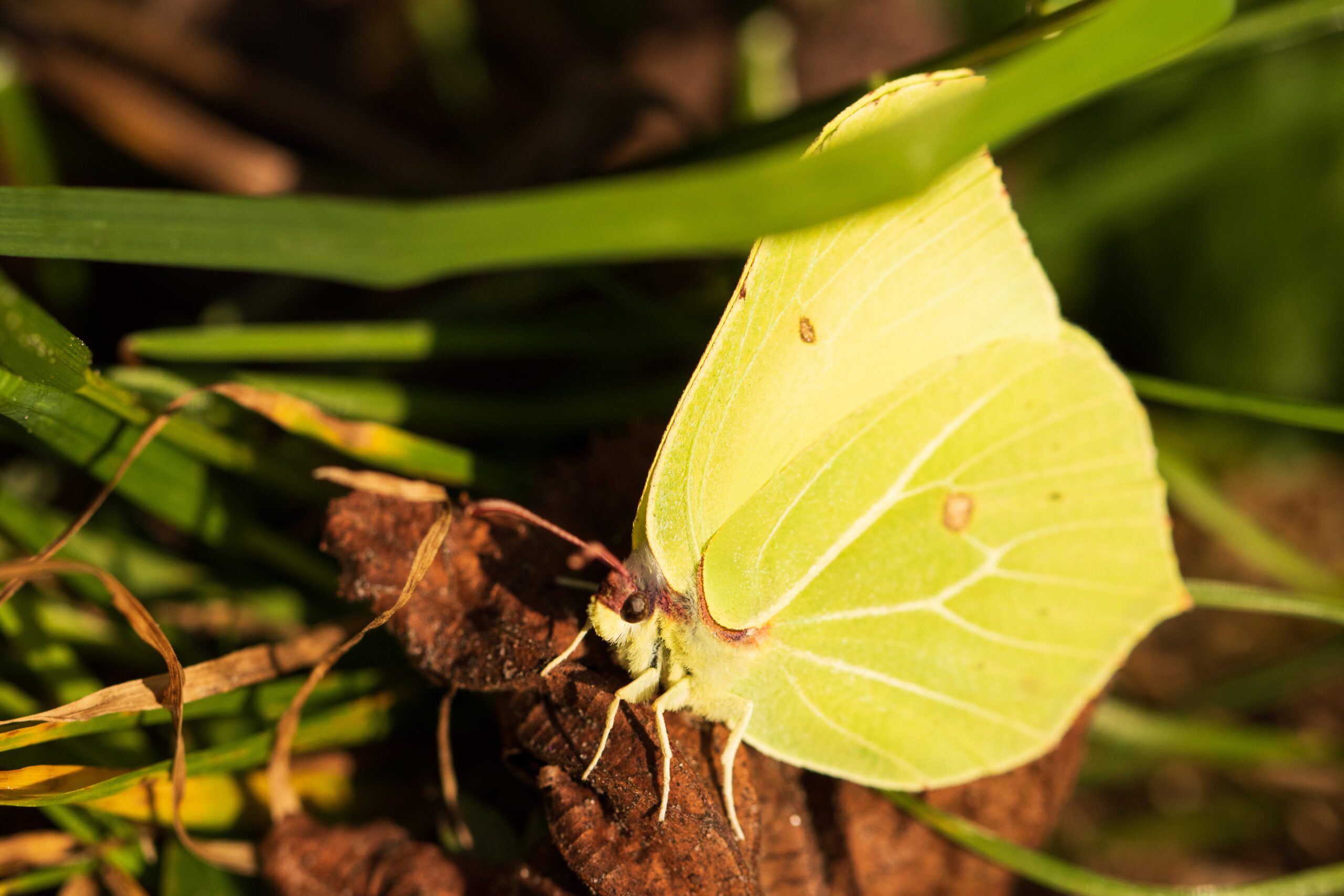 Een citroenvlinder rust op een bruinig blad tussen groene grassprieten.
