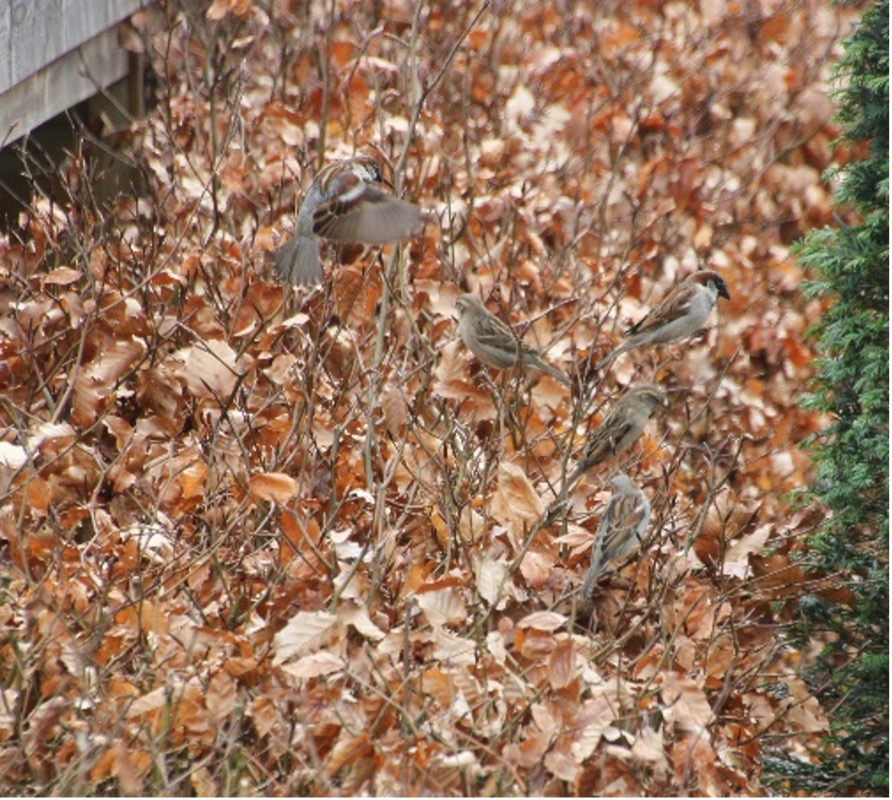Vijf mussen in een struik met bruine bladeren, een muur links en een groene struik rechts.