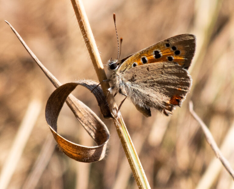 Kleine vlinder met oranje en zwarte stippen op grasspriet. Achtergrond onscherp.