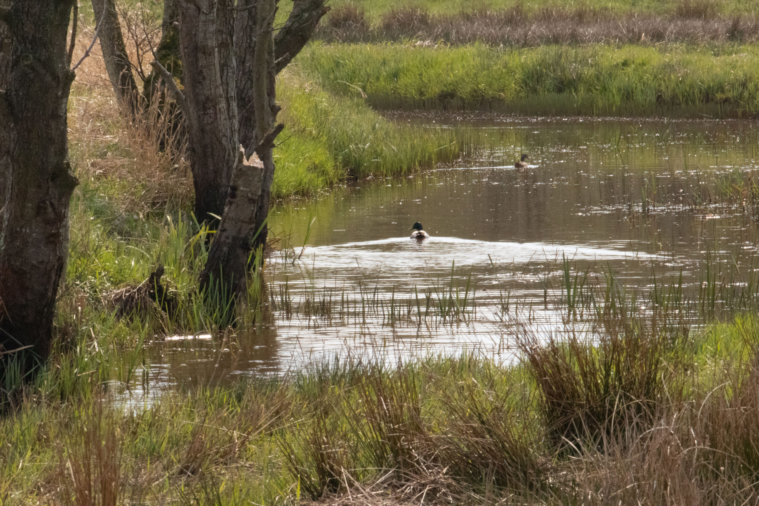 Eend zwemt in een smal, met gras omzoomd beekje tussen bomen in een natuurgebied.