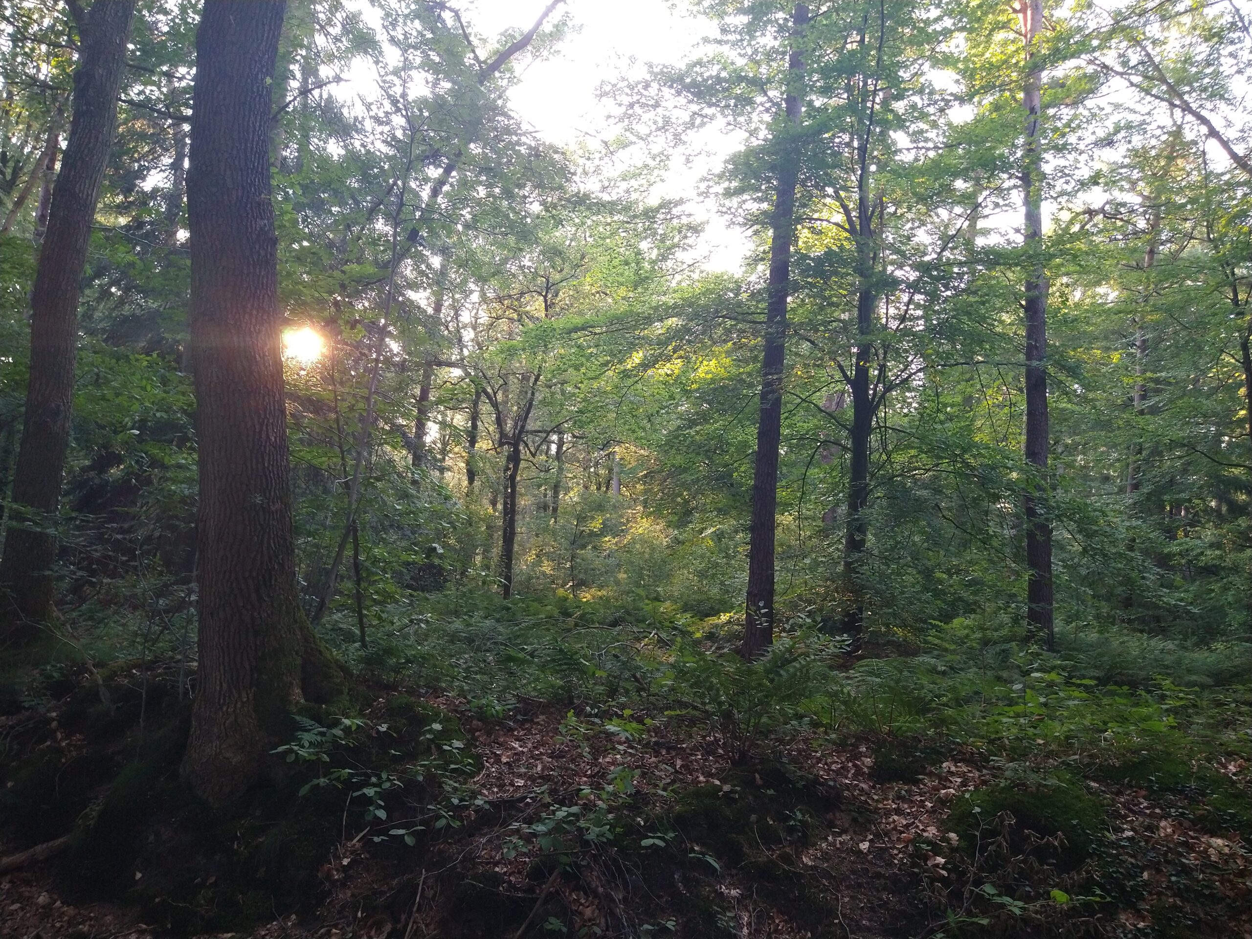 Bosrijk landschap met bomen en zonlicht dat door de bladeren schijnt.