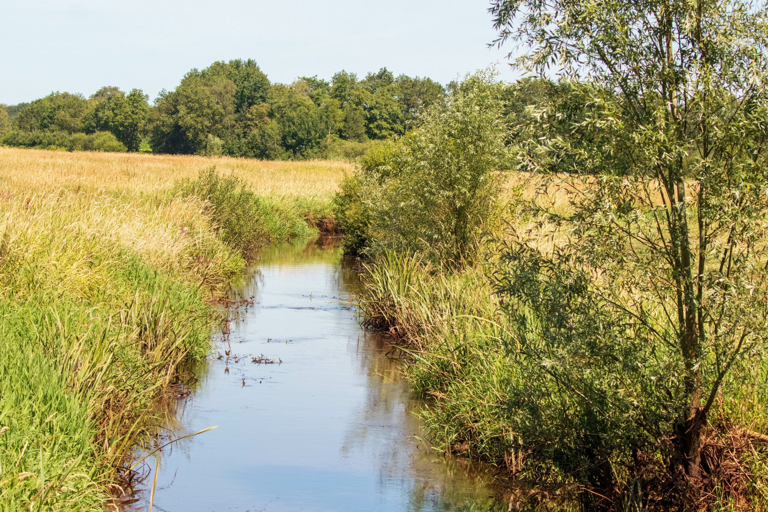 Smal stroompje door een groen landschap met bomen en hoge grassoorten onder een heldere hemel.