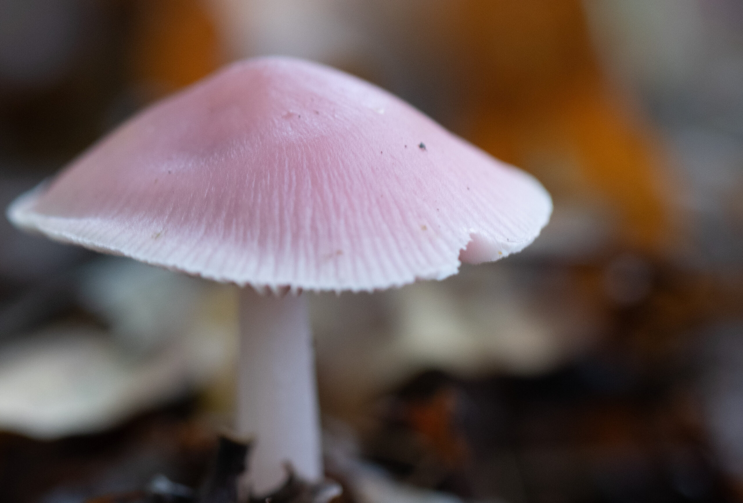 Roze paddenstoel met geribbelde hoed groeit op donkere bosbodem.