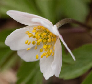 Witte bloem met gele meeldraden, tegen een achtergrond van groene bladeren.