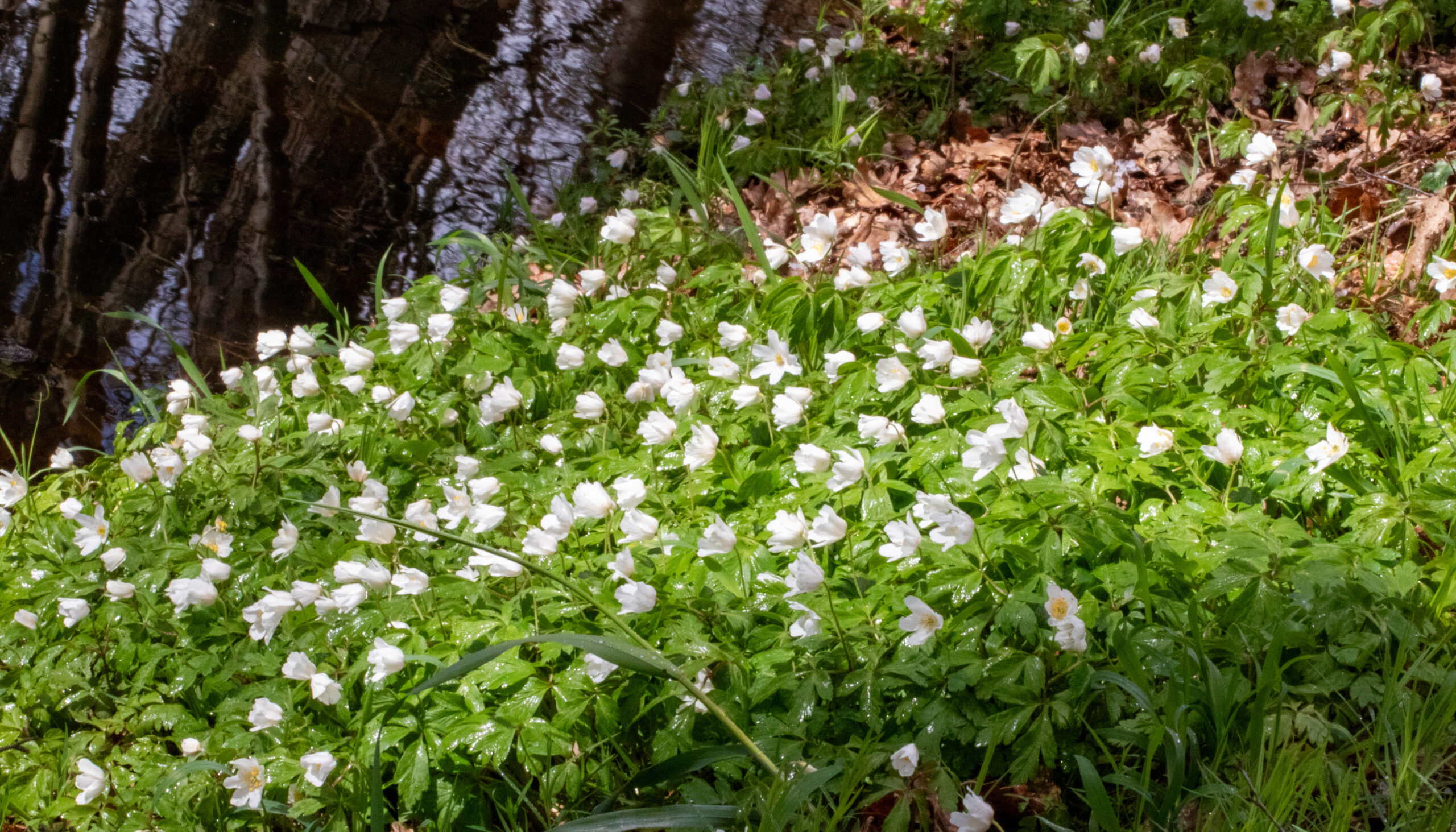 Witte bloemen bloeien naast een reflecterend wateroppervlak in een groen bos.