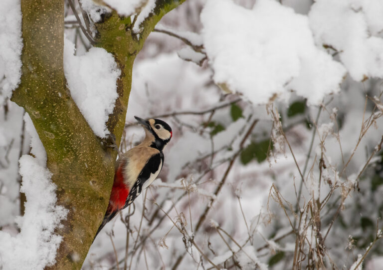 Specht op besneeuwde boomstam met witte achtergrond van sneeuwbedekte takken.