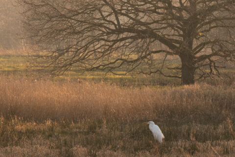 Reiger in een veld met hoog gras, naast een kale boom bij zonsopgang.