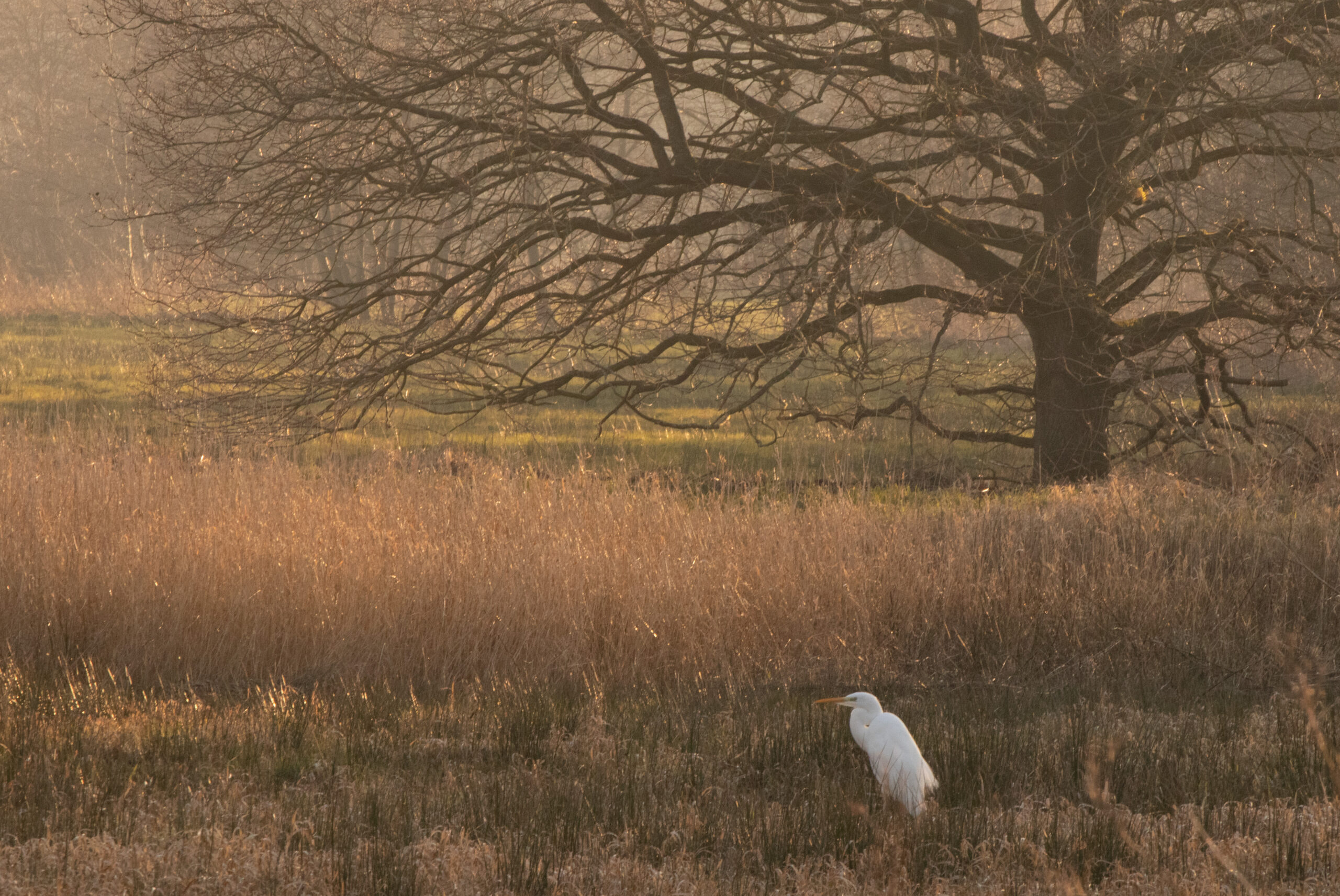 Reiger in een veld met hoog gras, naast een kale boom bij zonsopgang.