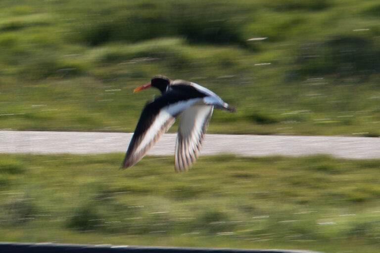 Een zwart-witte vogel met rode snavel in vlucht, tegen een groene achtergrond.