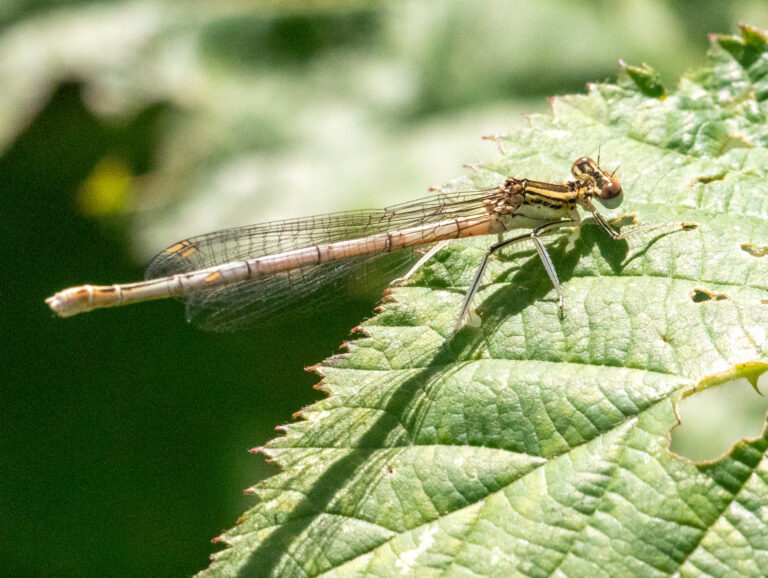 Een libel zit op een groen blad in zonlicht.