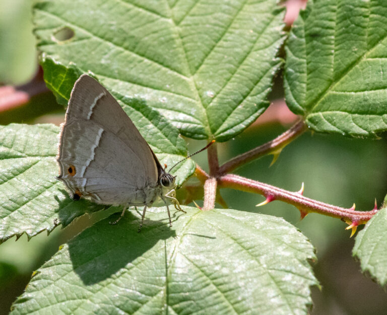 Een grijze vlinder zit op groene bladeren met scherpe doornen.