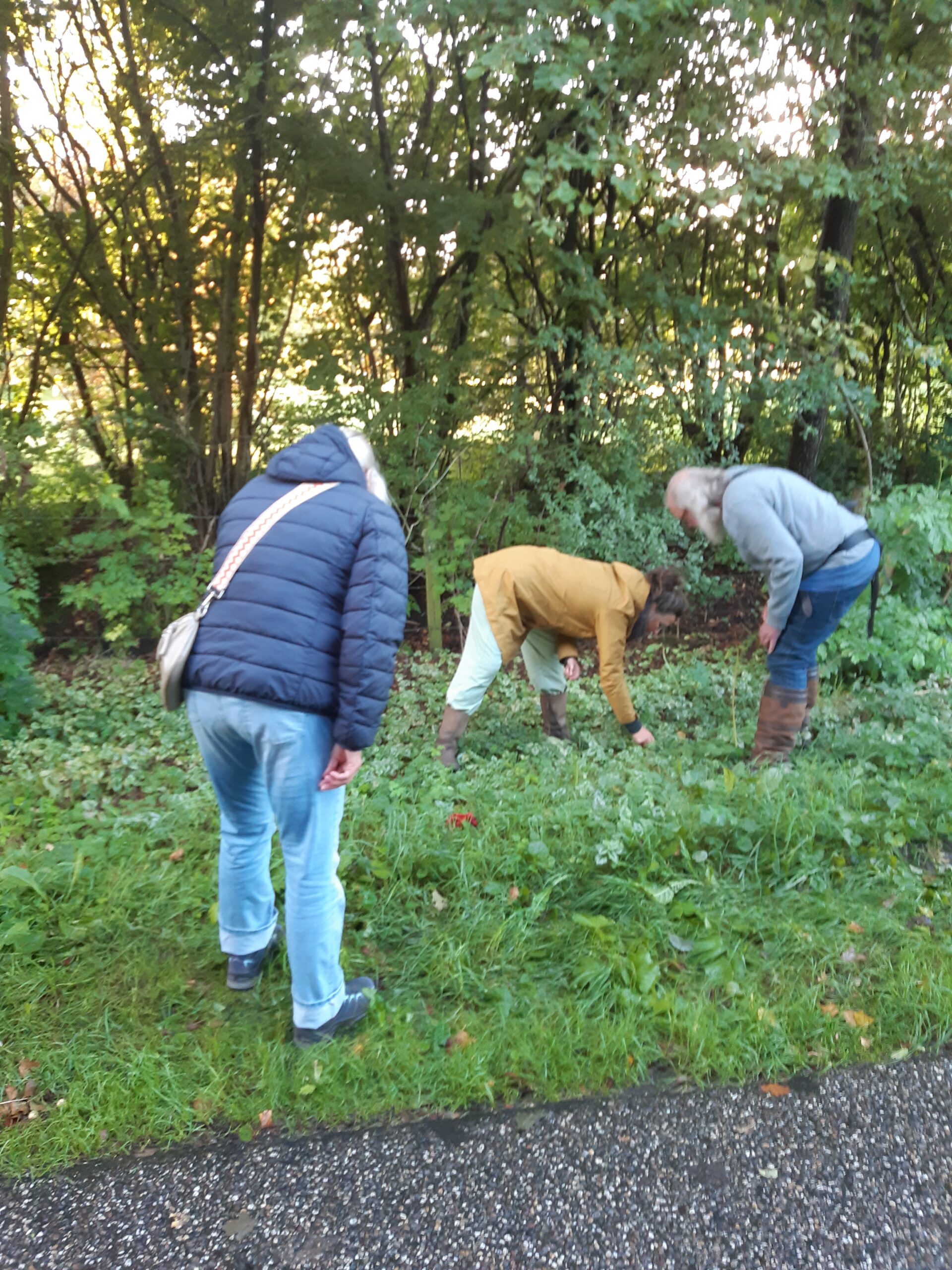 Drie mensen zoeken naar iets in het gras naast een bosrijk pad.