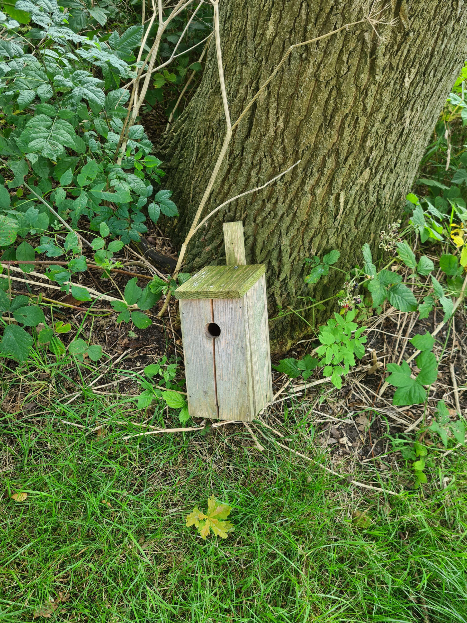 Houten vogelhuisje aan de voet van een boom, omgeven door groen gras en bladeren.