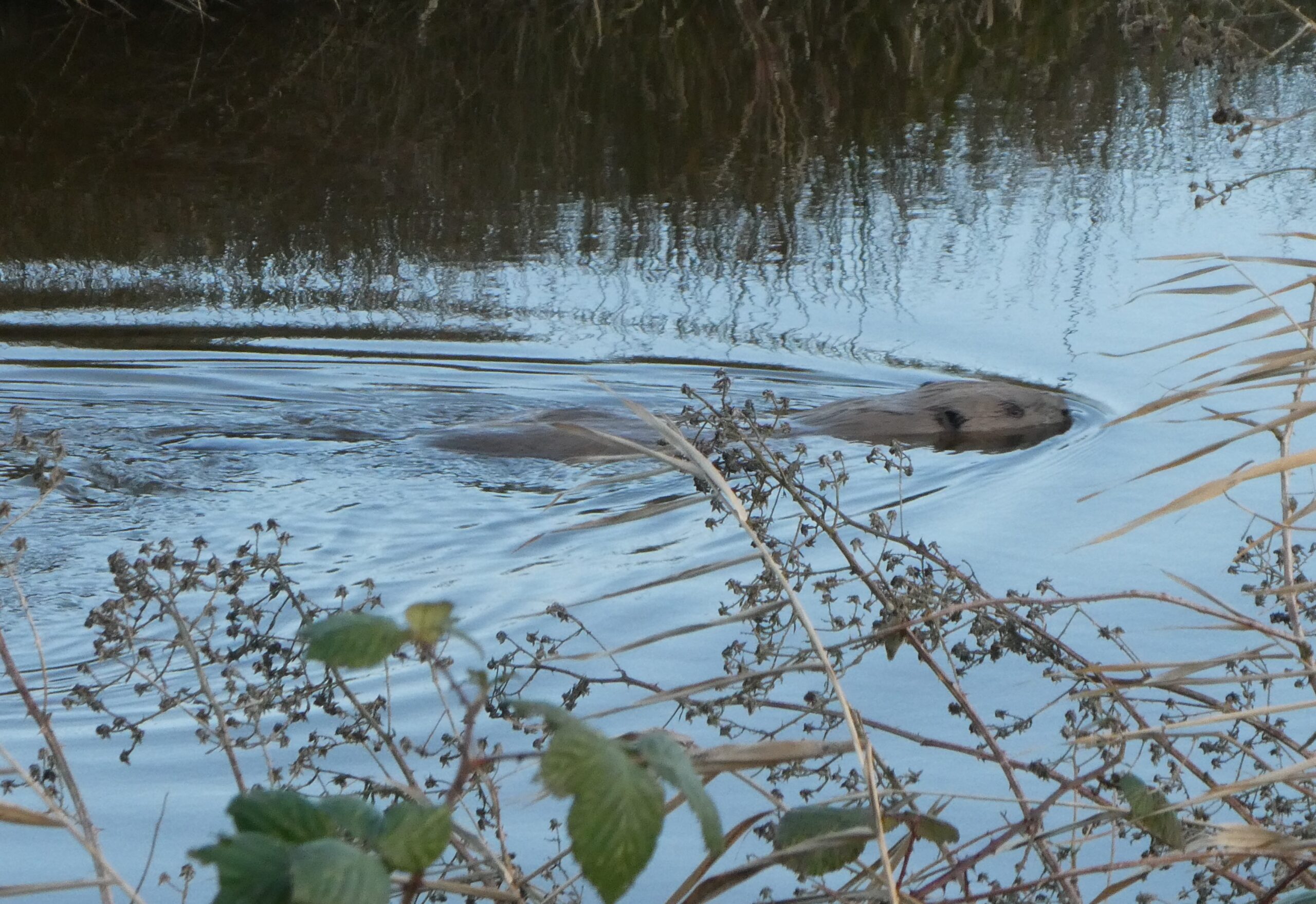 Een bever zwemt in een rustige rivier omgeven door planten en groene oevers.