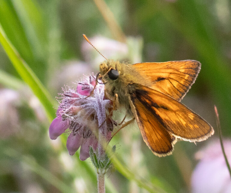 Oranje vlinder op roze bloem, gefotografeerd in een groene, natuurlijke omgeving.