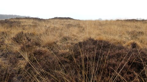 Droog heidelandschap met bruine grassen en struiken onder een bewolkte lucht.