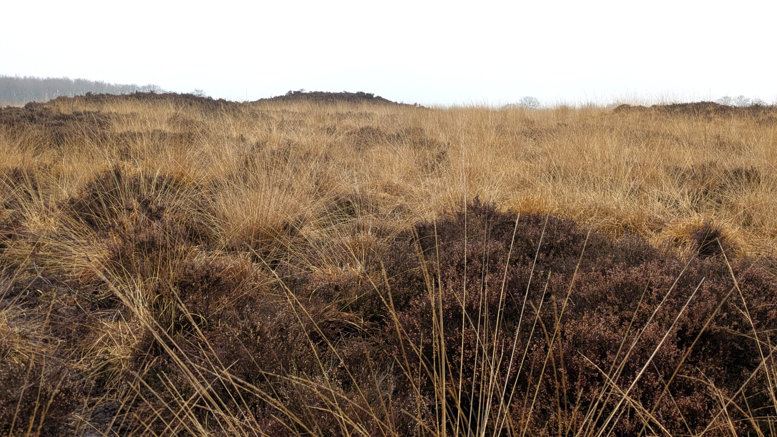 Droog heidelandschap met bruine grassen en struiken onder een bewolkte lucht.