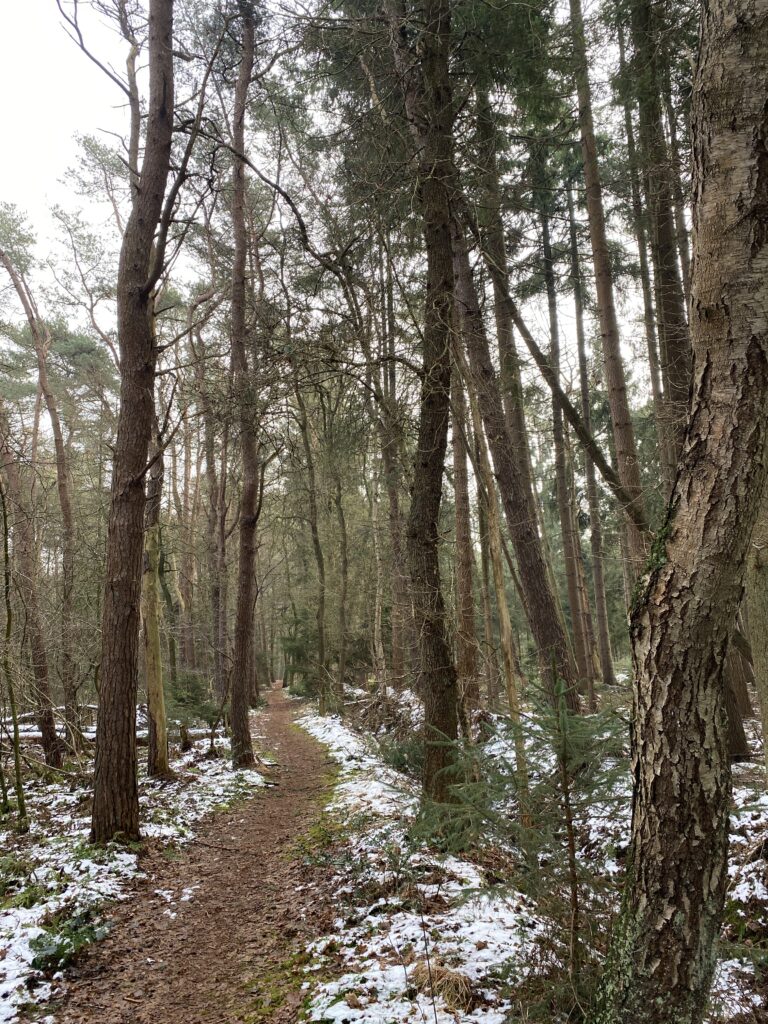 Bosrijk wandelpad met lichte sneeuwbedekking en hoge bomen.