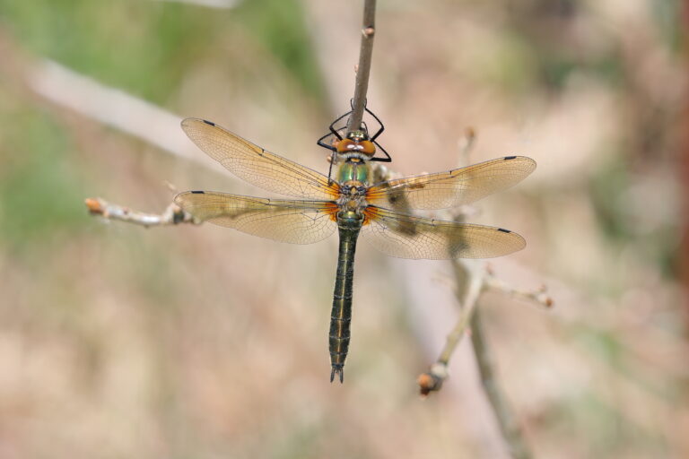 Libelle rustend op een tak, met doorschijnende vleugels en een wazige achtergrond.