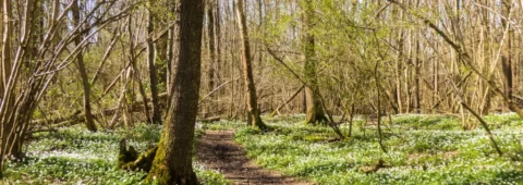 Bos met een kronkelig pad omringd door bloeiende witte bloemen onder bomen in het voorjaar.