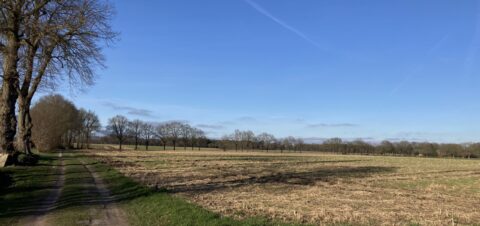 Landweg langs kale velden en bomen onder heldere blauwe lucht.