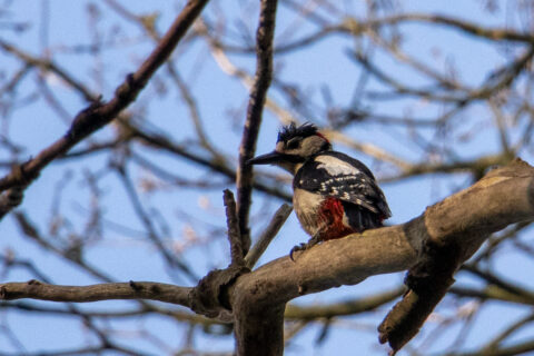 Specht zit op een boomtak met blauwe lucht en kale takken op de achtergrond.