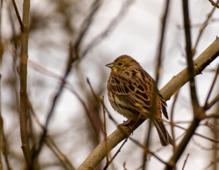 Een vogel zit op een tak, omringd door kale takken. Achtergrond is onscherp en neutraal.