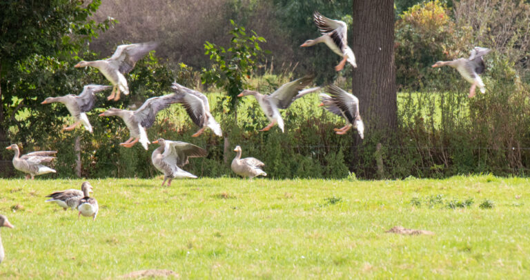 Vliegende ganzen boven grasveld met bomen op de achtergrond.