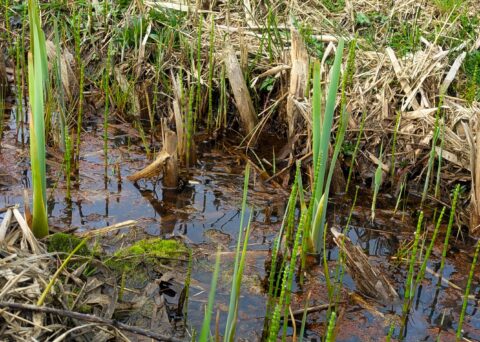 Moeras met groene stengels, mos en droog riet, met water en reflecties.