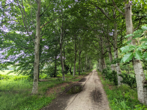 Bosweg omringd door hoge bomen met groene bladeren en een plas water op het pad.